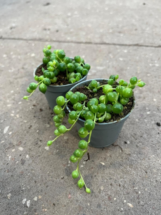 Senecio rowleyanus - Starzec Rowleya