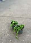 Senecio rowleyanus - Starzec Rowleya