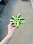 Calathea Yellow Fusion