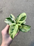 Calathea Yellow Fusion