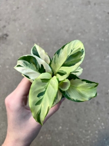Calathea Yellow Fusion / Yellow Miracle - S 