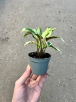 Calathea Yellow Fusion