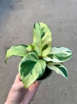 Calathea Yellow Fusion