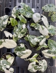 Alocasia Frydek Variegata - S