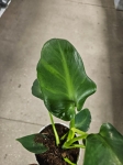 Philodendron rugosum Abberant Form
