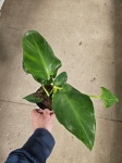Philodendron rugosum Abberant Form