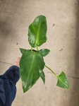 Philodendron rugosum Abberant Form