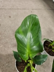 Philodendron rugosum Abberant Form