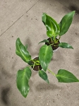 Philodendron rugosum Abberant Form
