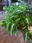 Syngonium wendlandi matecznik