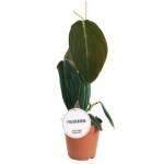 Philodendron gigas L