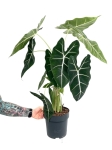 Alocasia micholitziana (Frydek) poglądowe zdjęcie odmiany