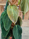 Philodendron gigas - poglądowe zdjęcie odmiany