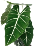 Alocasia micholitziana (Frydek) poglądowe zdjęcie odmiany