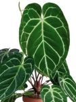 Anthurium crystallinum - poglądowe zdjęcie odmiany
