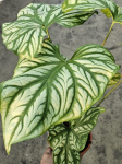 Cercestis Mirabilis - poglądowe zdjęcie odmiany