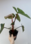 Philodendron squamicaule Red