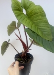 Philodendron squamicaule Red
