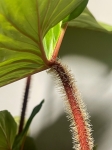 Philodendron squamicaule Red