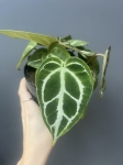 Anthurium crystallinum