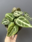 Anthurium crystallinum