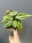 Anthurium crystallinum