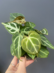 Anthurium crystallinum