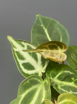 Anthurium crystallinum