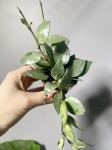 Hoya krohniana Eskimo s