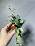 Hoya krohniana Eskimo s