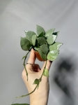 Hoya krohniana Eskimo s