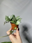 Hoya krohniana Eskimo s