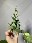 Hoya krohniana Eskimo s