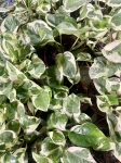 Epipremnum Glacier