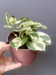 Epipremnum Glacier