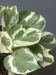 Epipremnum Glacier