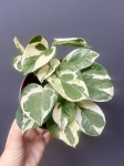 Epipremnum Glacier