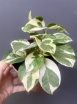 Epipremnum Glacier