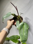 Philodendron Atabapoense M