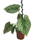Philodendron mamei - przykładowa starsza roślina