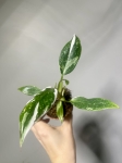 Philodendron White Princess - S