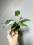 Philodendron White Princess - S