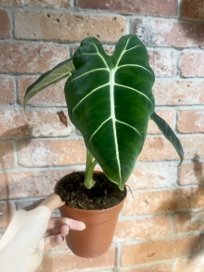 Alocasia micholitziana (Frydek) - L