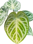 Anthurium Silver Blush - poglądowe zdjęcie odmiany