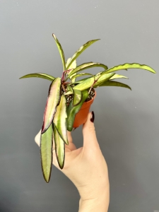 Hoya wayetii tricolor - S