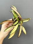 Hoya wayetii tricolor - S