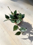 Hoya krohniana splash - S