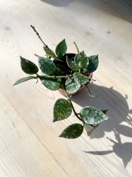 Hoya krohniana splash - S