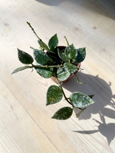 Hoya krohniana splash - S