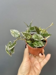 Hoya krohniana splash - S